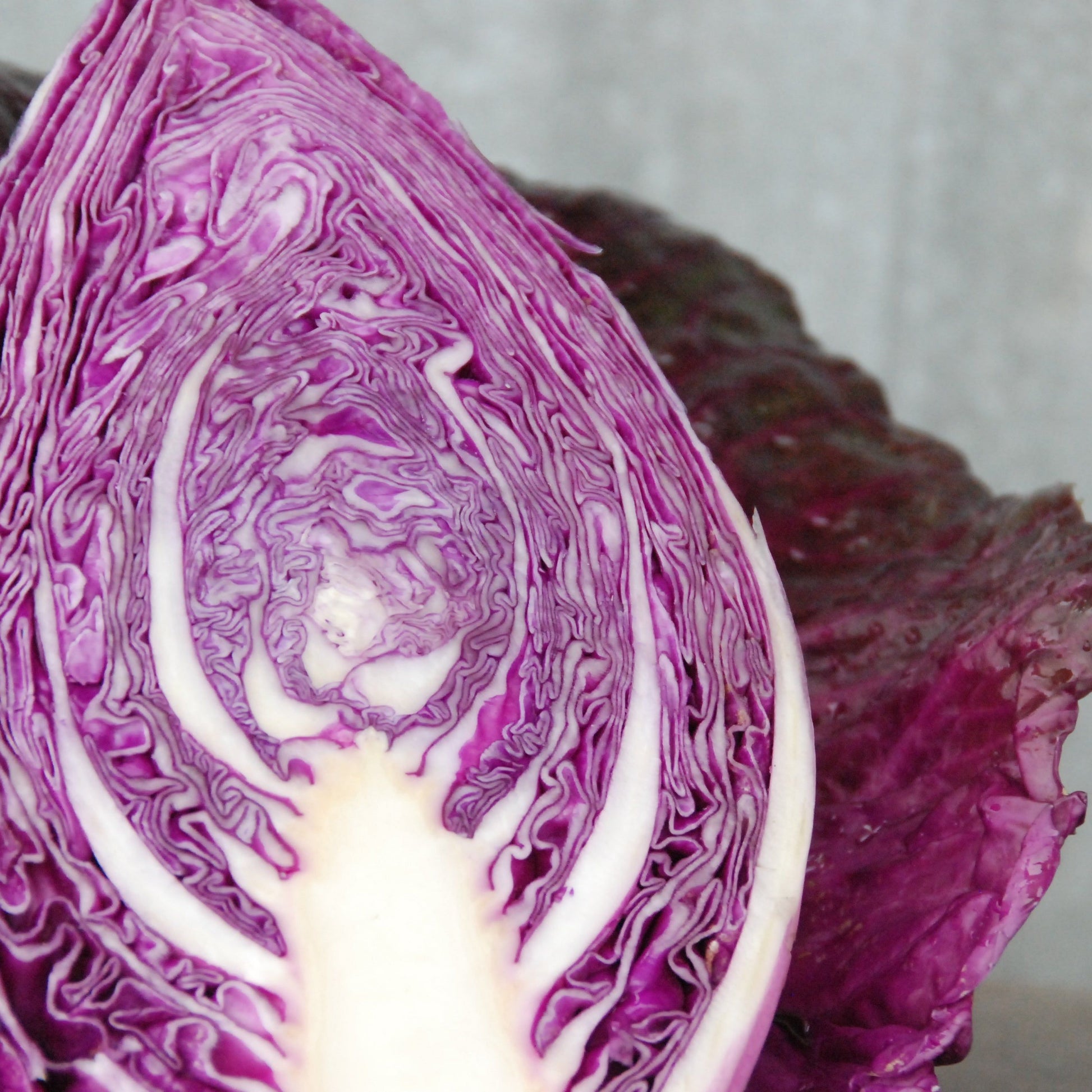 Close-up of a purple cabbage with a blurred background