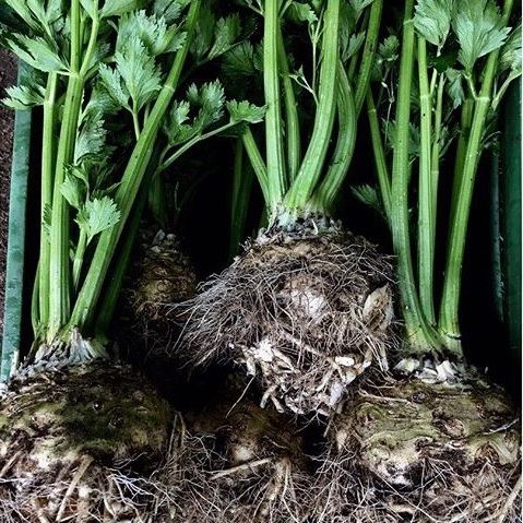 Celeriac 'Mars'