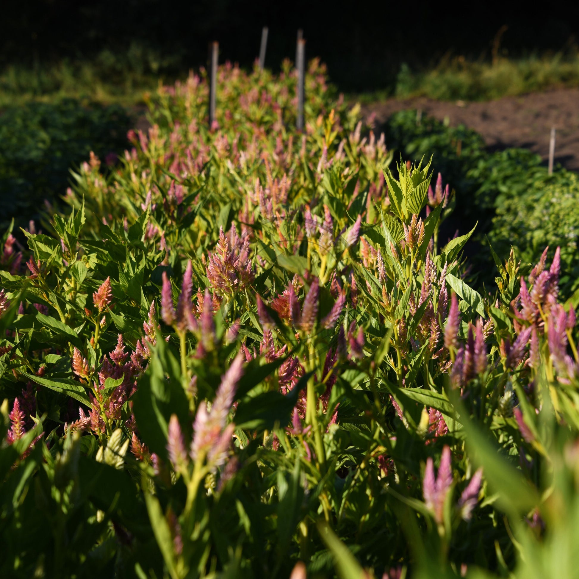 Row of green plants with pink flowers in a field