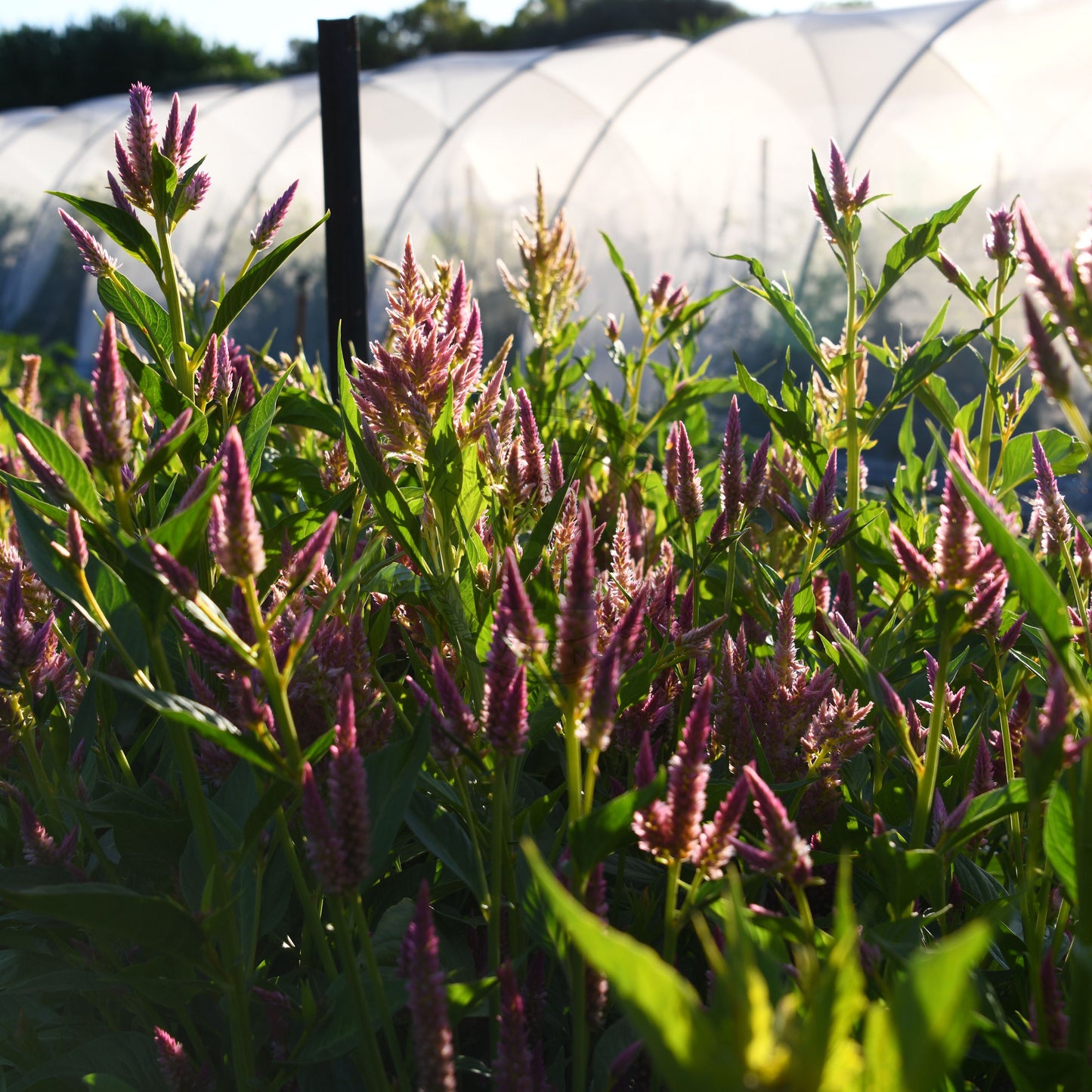 Purple flowering plants growing in a field with a greenhouse in the background