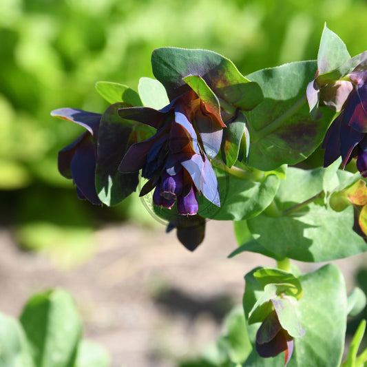 Close-up of purple flowers with green leaves on a blurred natural background