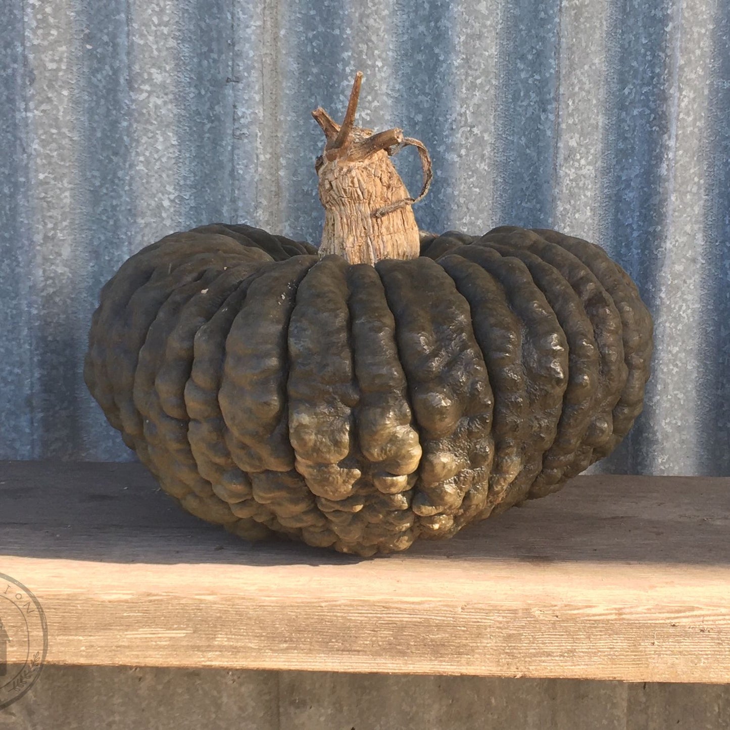 Decorative pumpkin on a wooden surface with a corrugated metal background