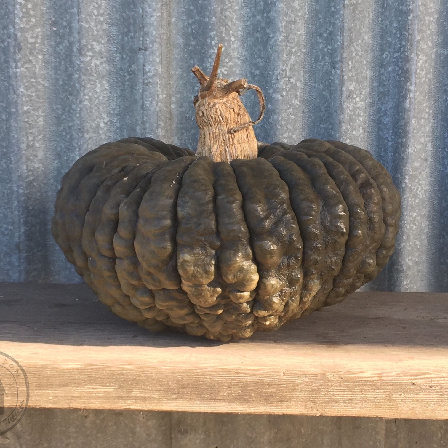 Decorative pumpkin on a wooden surface with a corrugated metal background