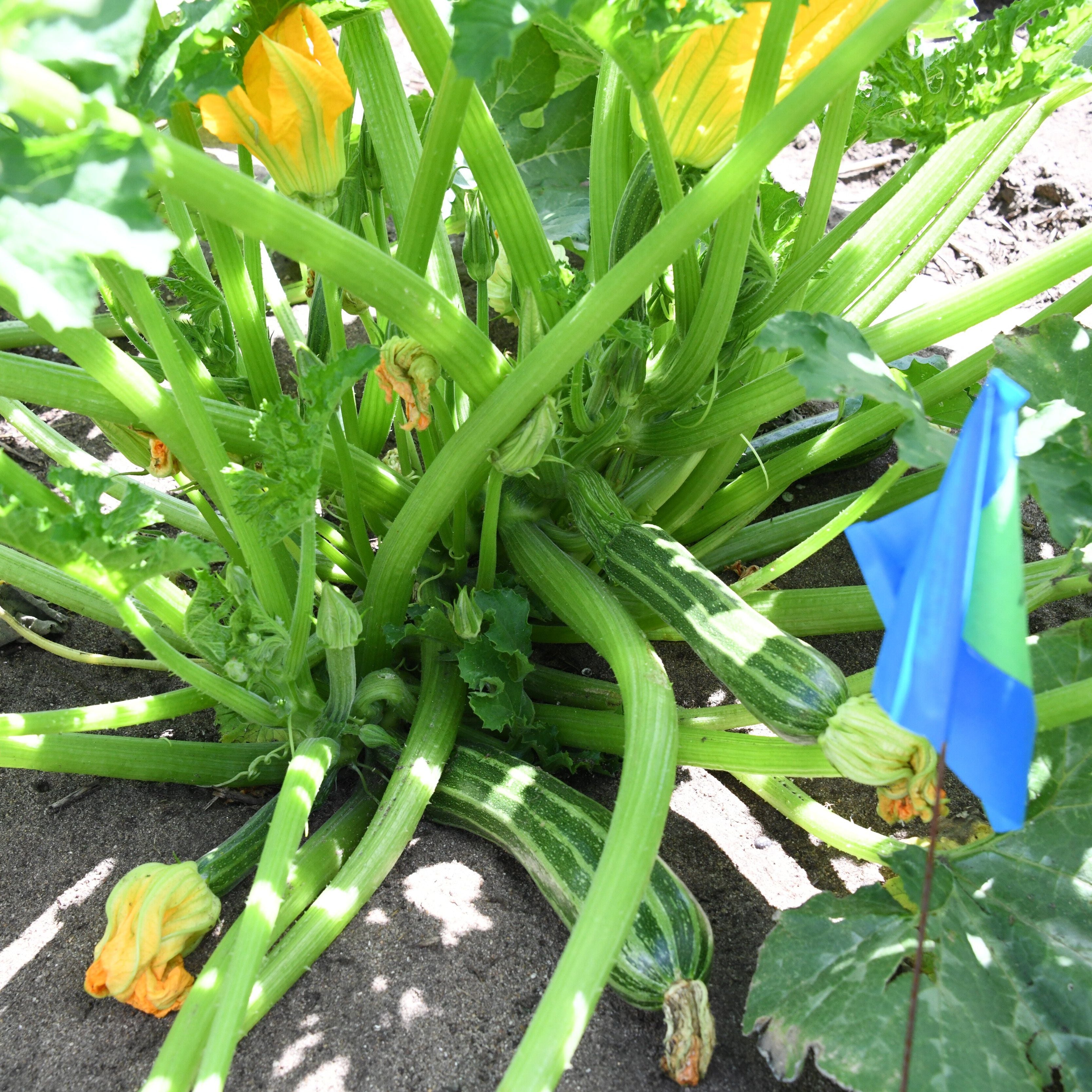 Zucchini 'Cocozelle' – Transition Farm