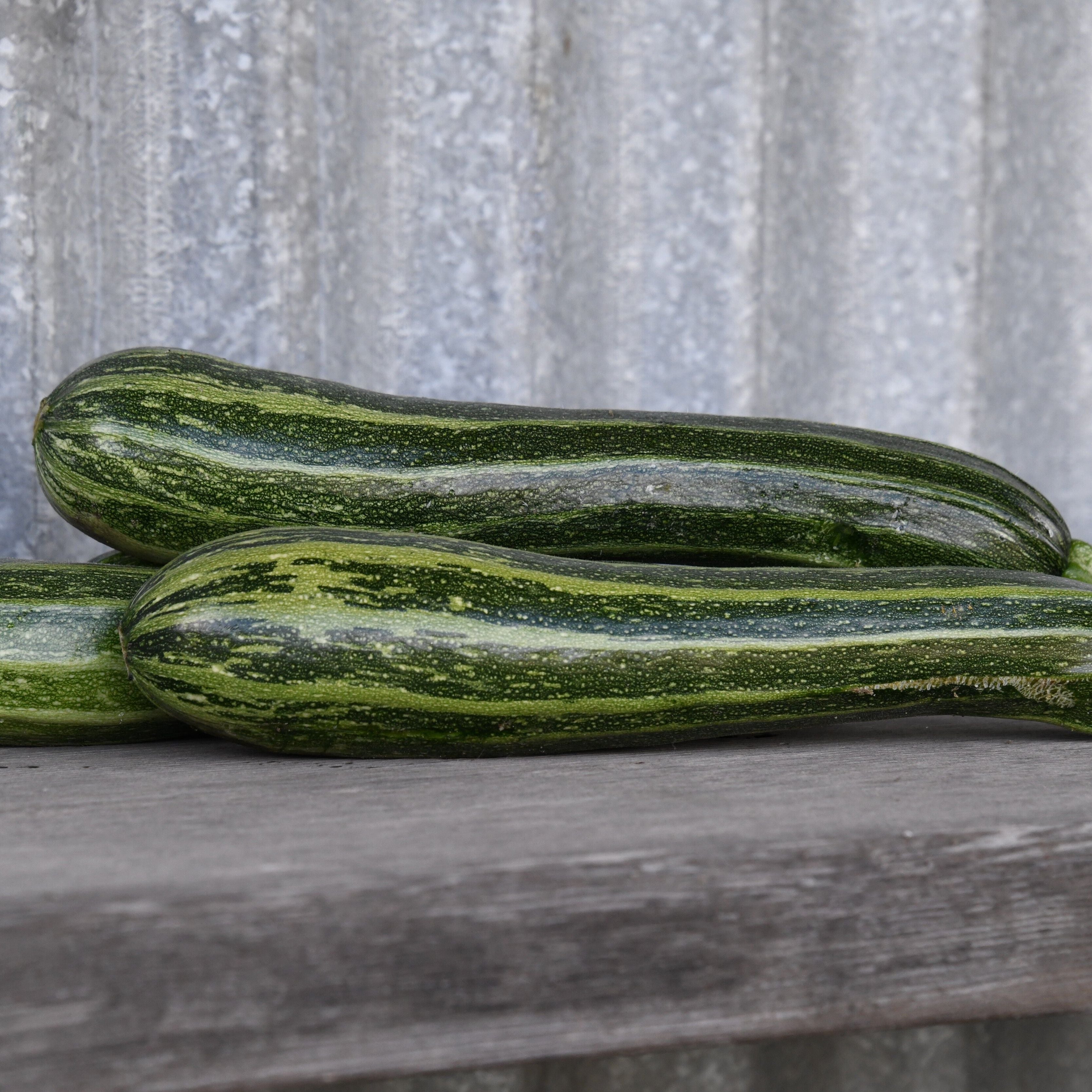 Zucchini 'Cocozelle' – Transition Farm