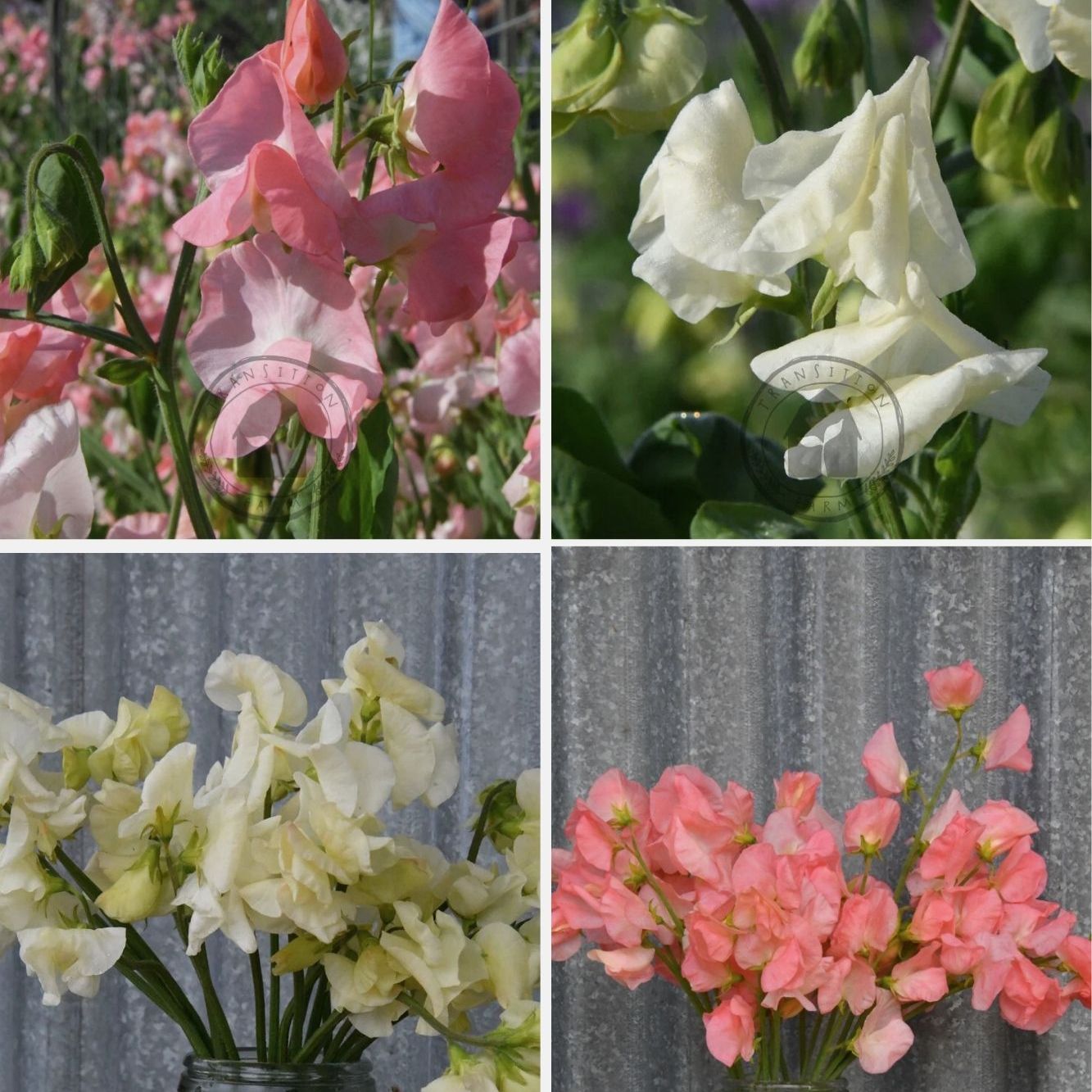 Sweet Pea 'Peaches and Cream'