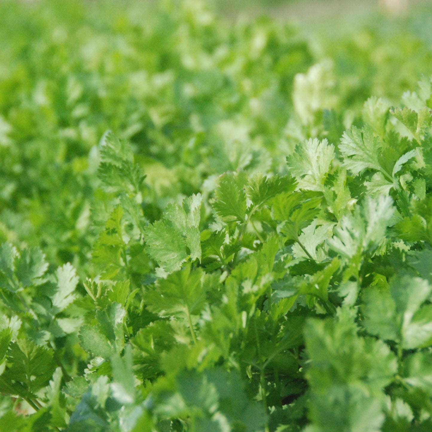 Close-up of green leafy plants in a field