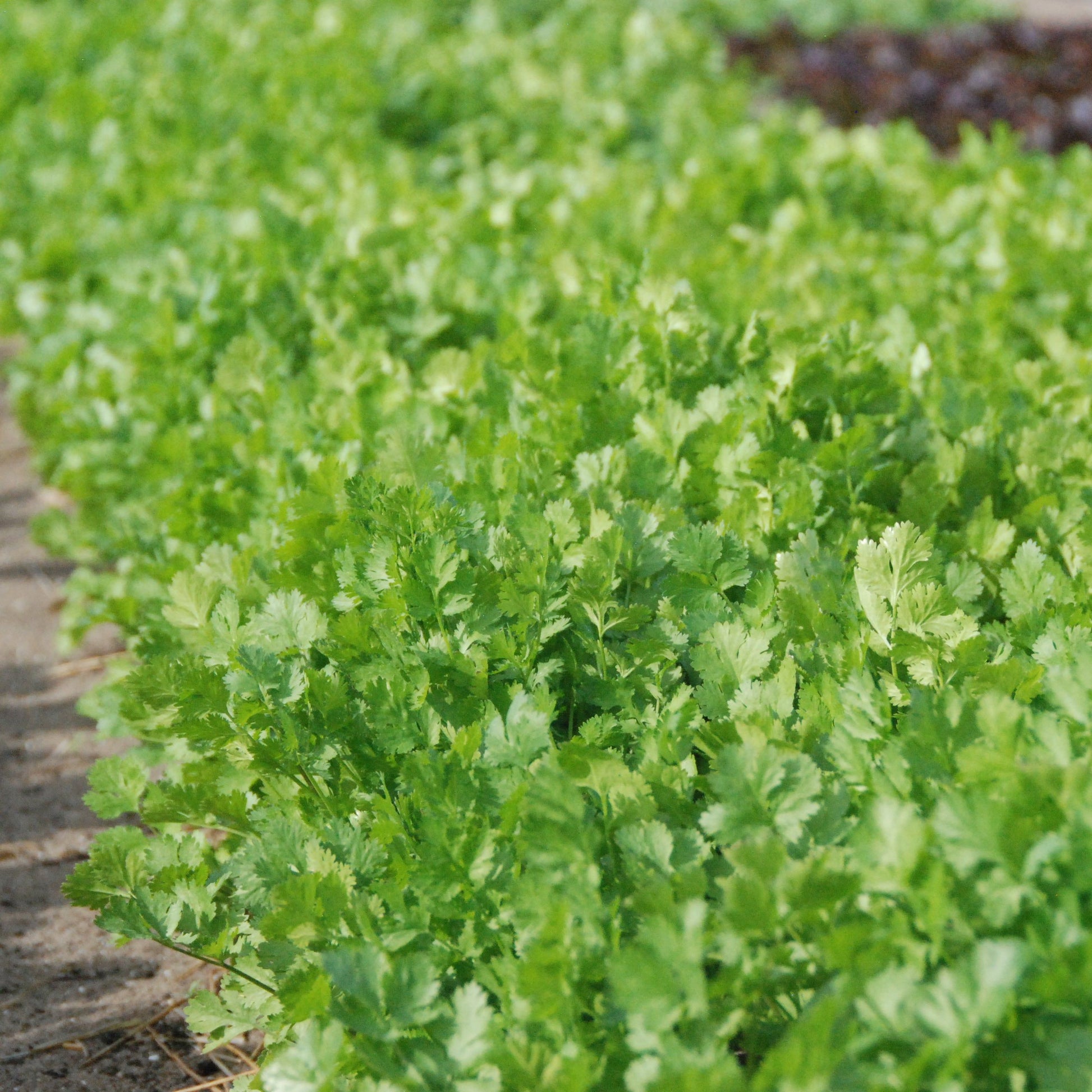 Row of green coriander plants growing in paddock for seed production