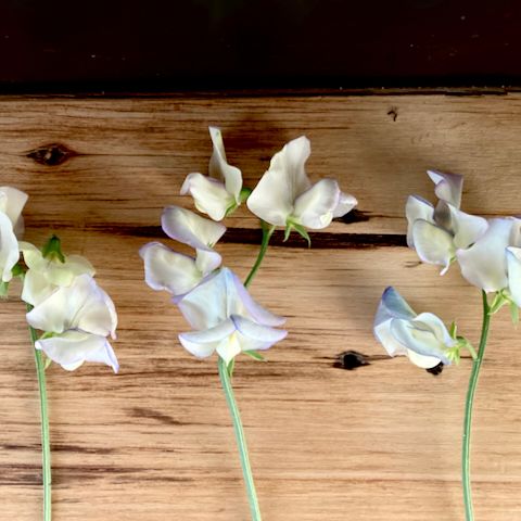 Sweet Pea 'Cream Eggs'