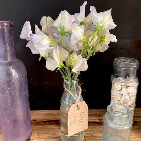 Sweet Pea 'Cream Eggs'