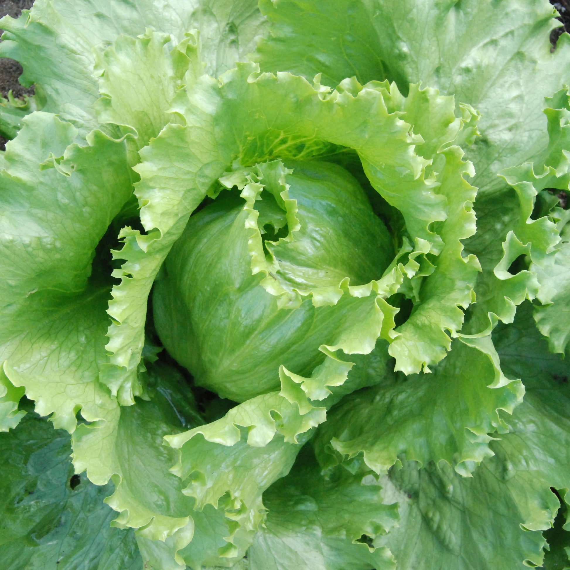Close-up of a head of green lettuce with a blurred background