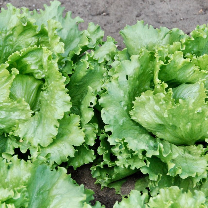 Close-up of fresh green lettuce leaves on a natural background