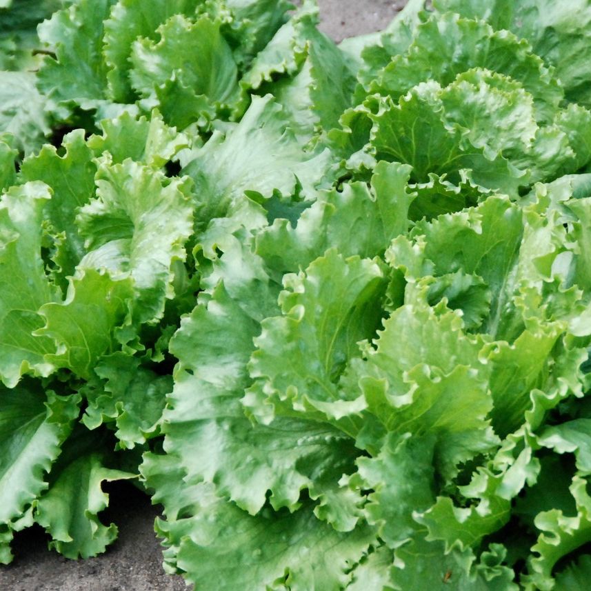Close-up of green leafy lettuce on a dark background