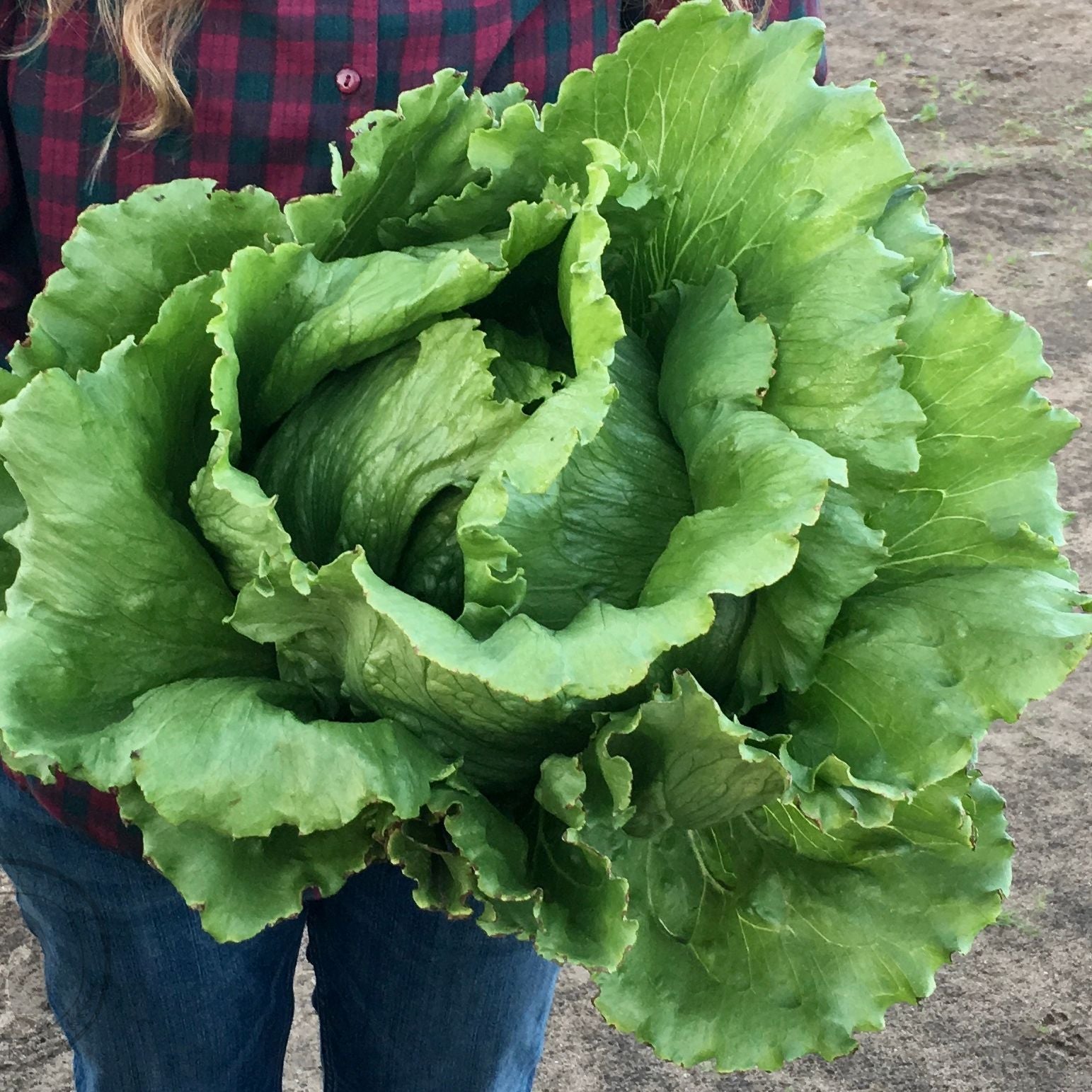 Person holding a large green leafy vegetable outdoors