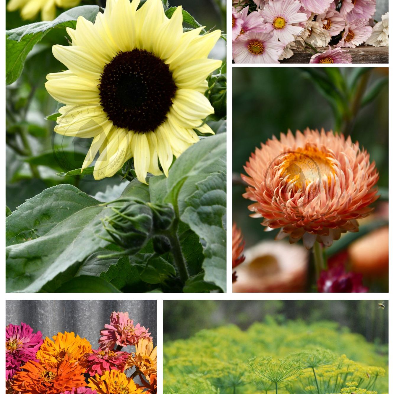 Summer Cut Flower Collection