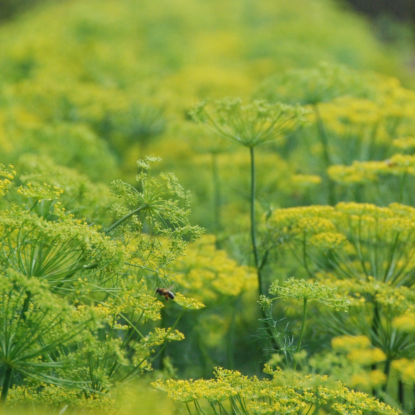 Close-up of a field of yellow flowers with a bee on a green background