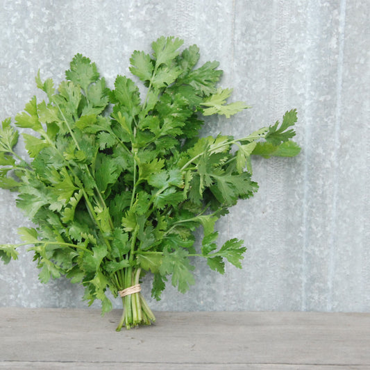 Coriander 'Slow Bolt'