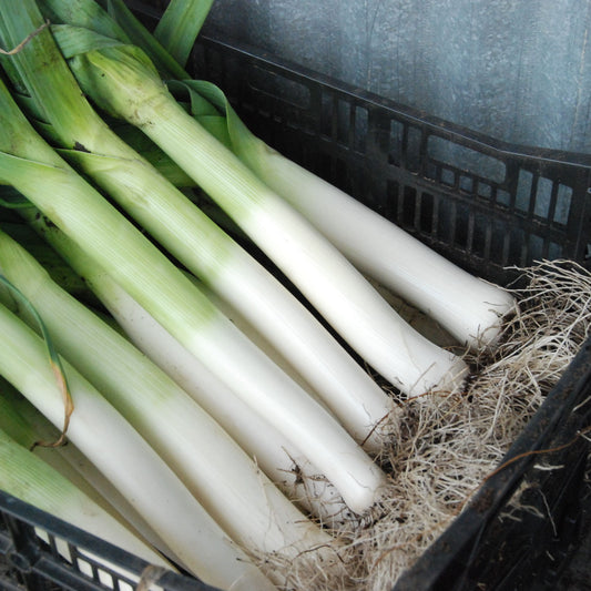 Bunch of leeks in a black crate against a gray background