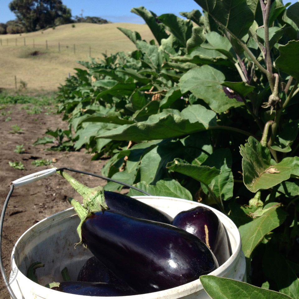 Bucket with eggplants in a field of green plants