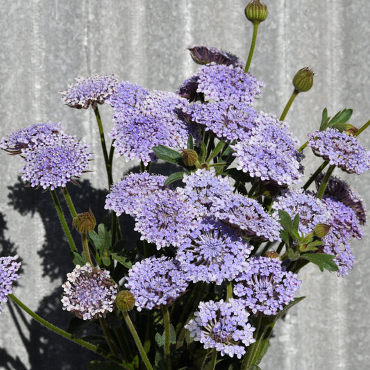Didiscus 'Lacy Lavender Blue'