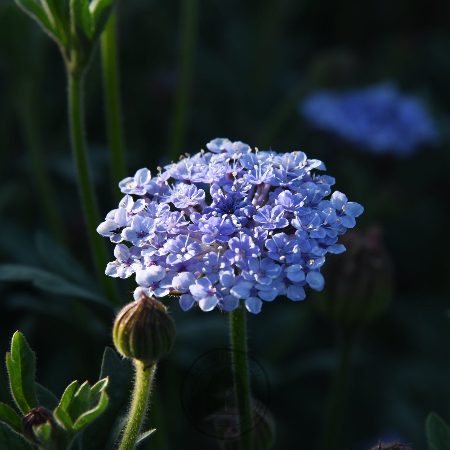 Didiscus 'Lacy Lavender Blue'