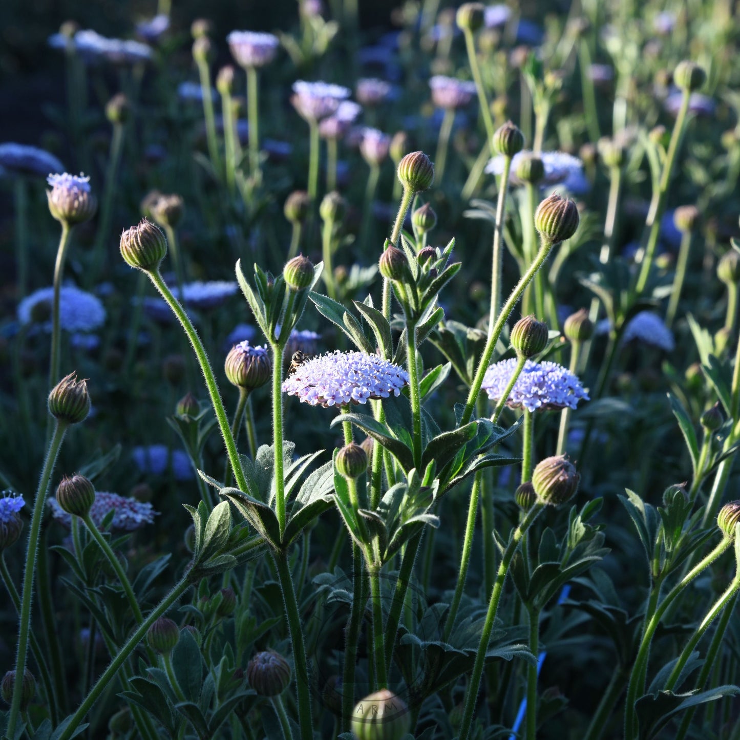 Didiscus 'Lacy Lavender Blue'