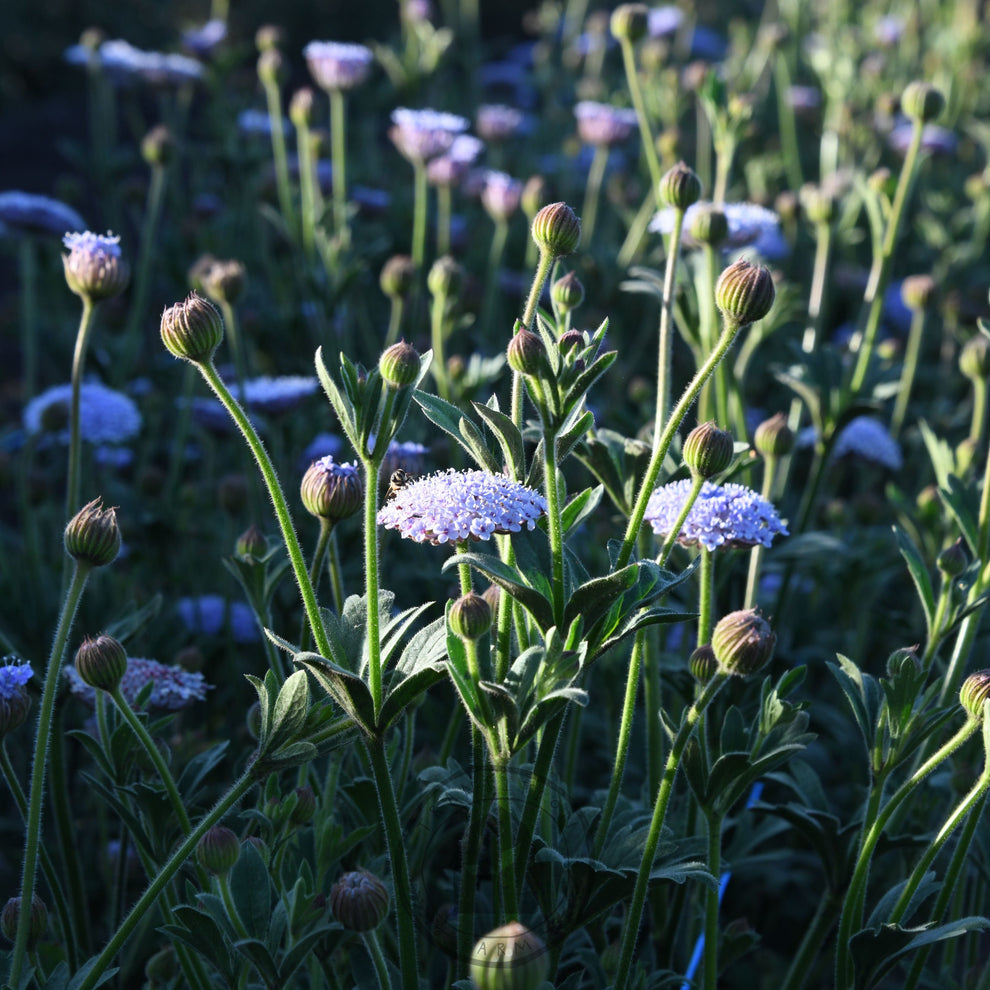 Didiscus 'Lacy Lavender Blue' – Transition Farm