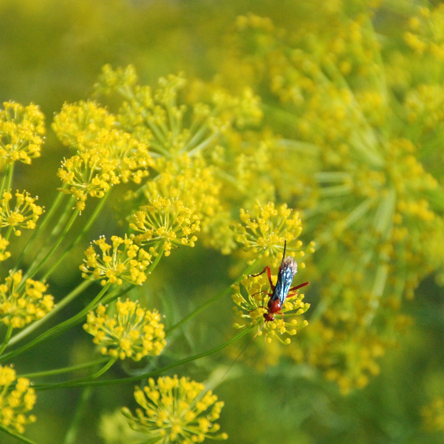 Insect on a yellow flower with a blurred green background