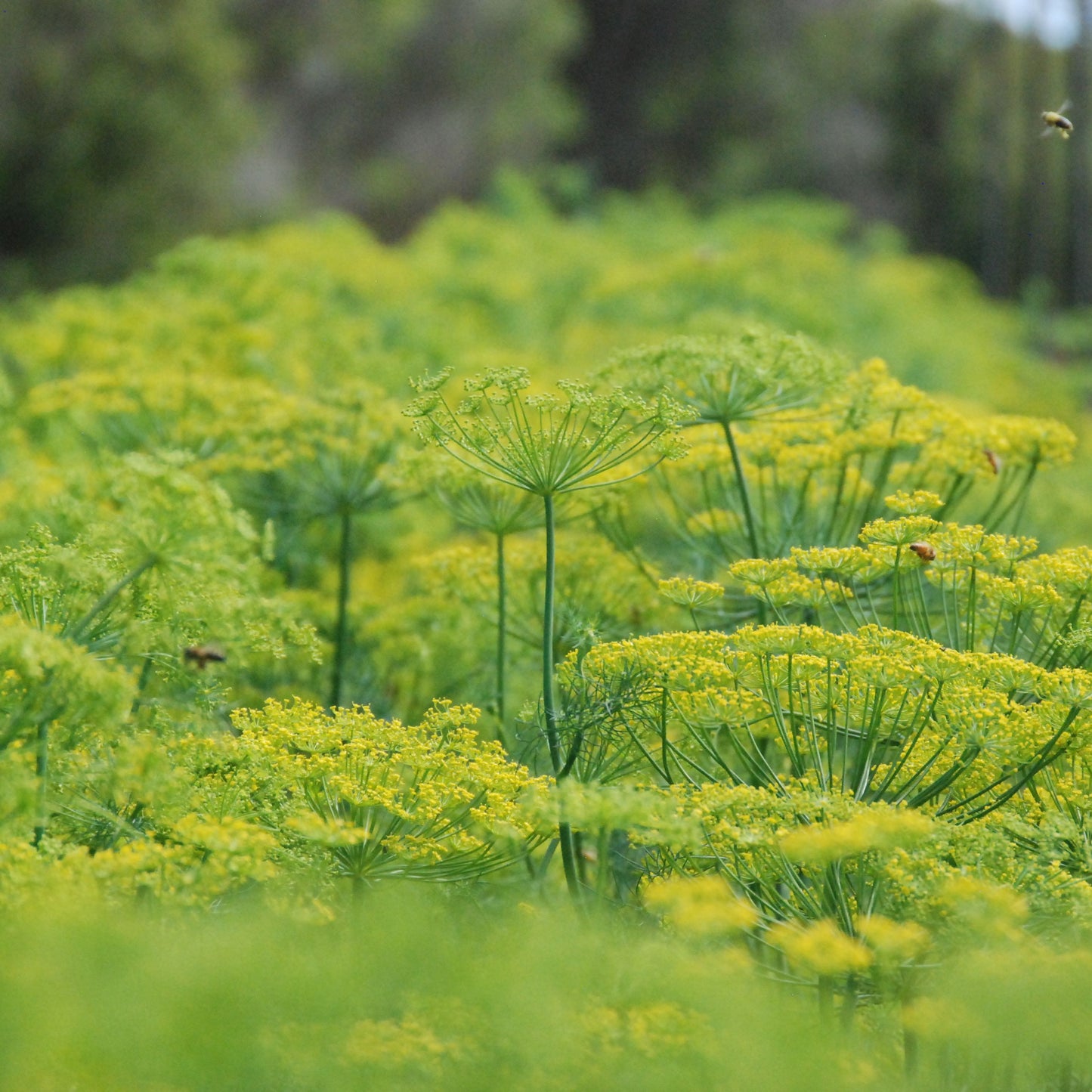 Dill 'Bouquet'
