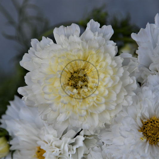 Close-up of white flowers with a blurred background