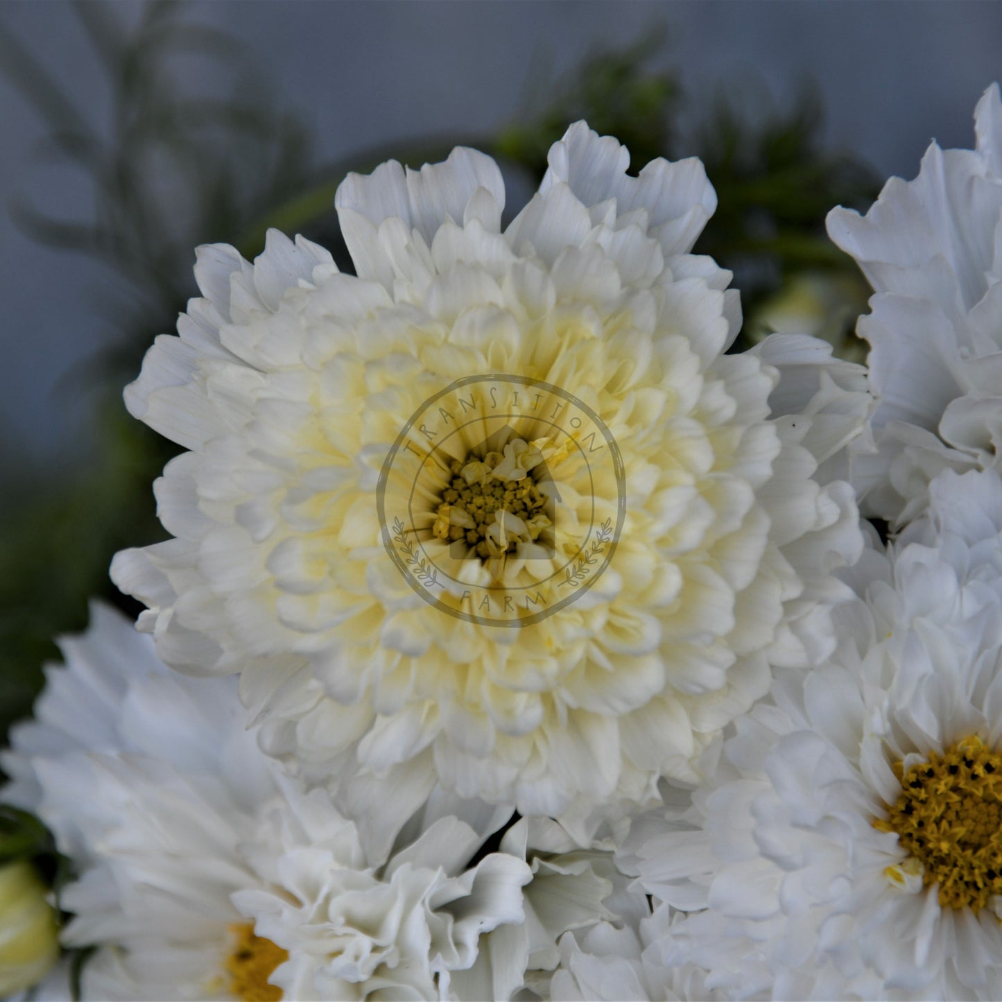Close-up of white flowers with a blurred background