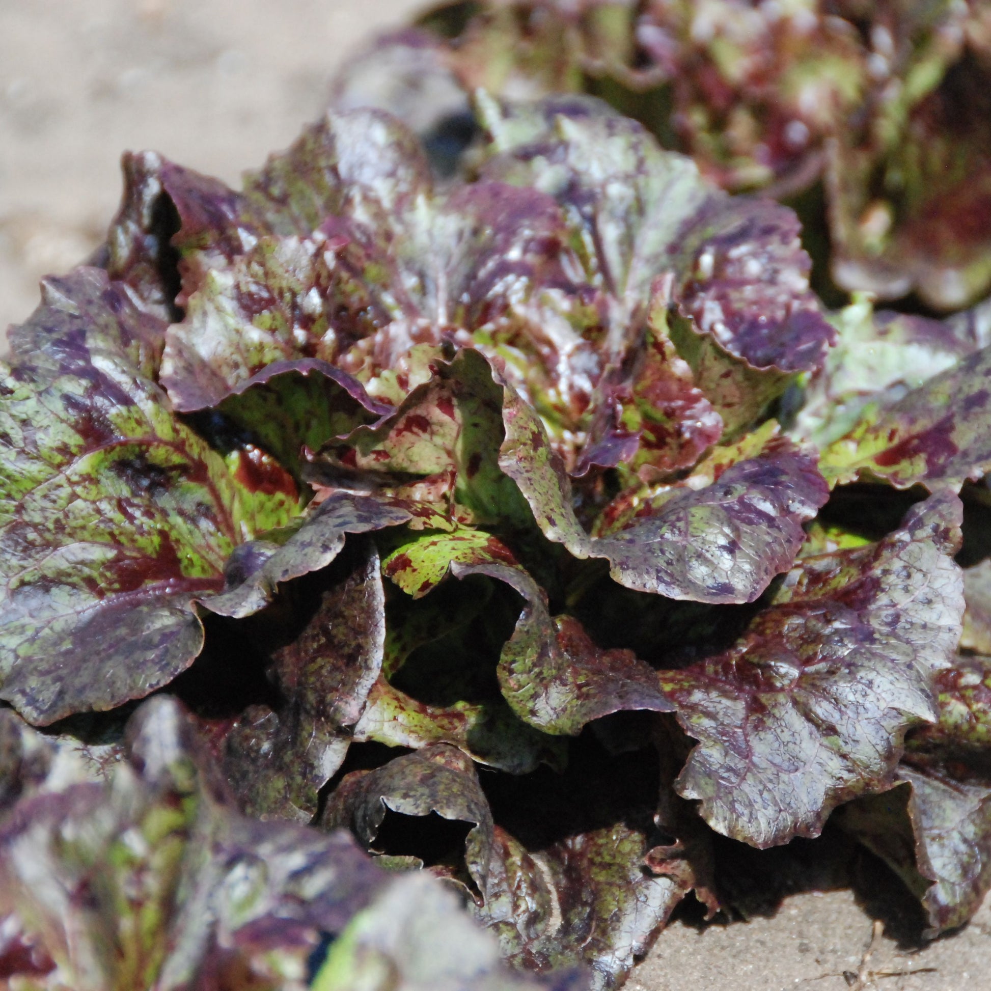 Close-up of purple and green leafy vegetables on a sandy surface