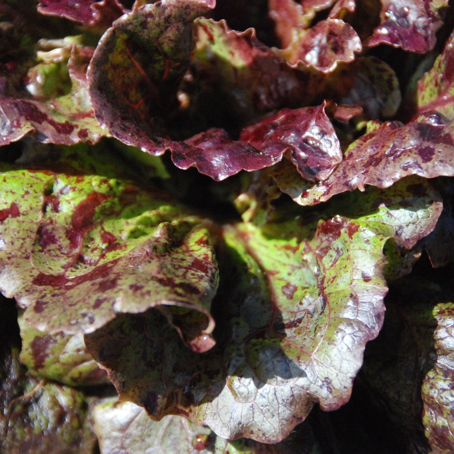 Close-up of purple and green leafy lettuce