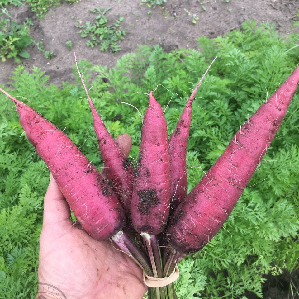 Carrot 'Dragon'