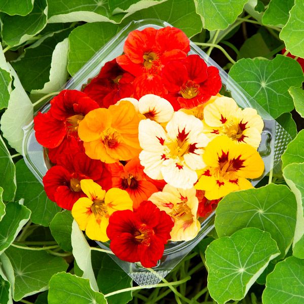 Bouquet of red and yellow flowers in a clear container surrounded by green leaves.