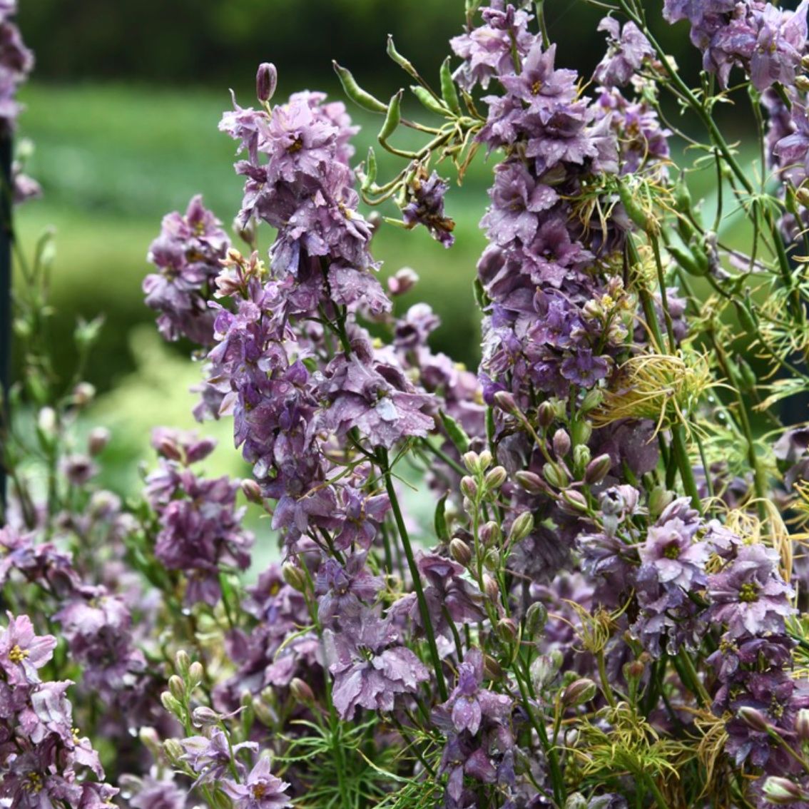 Larkspur 'Earl Grey'
