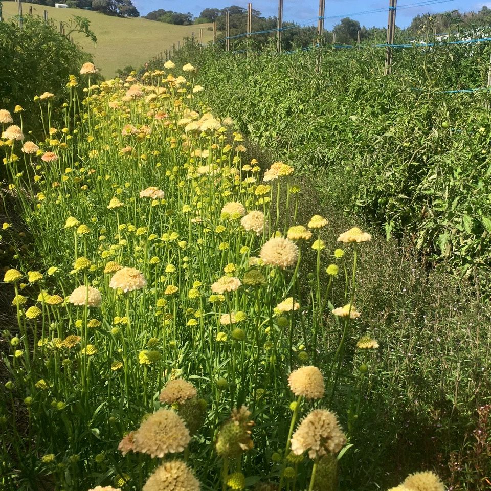 Field of yellow flowers with greenery in the background