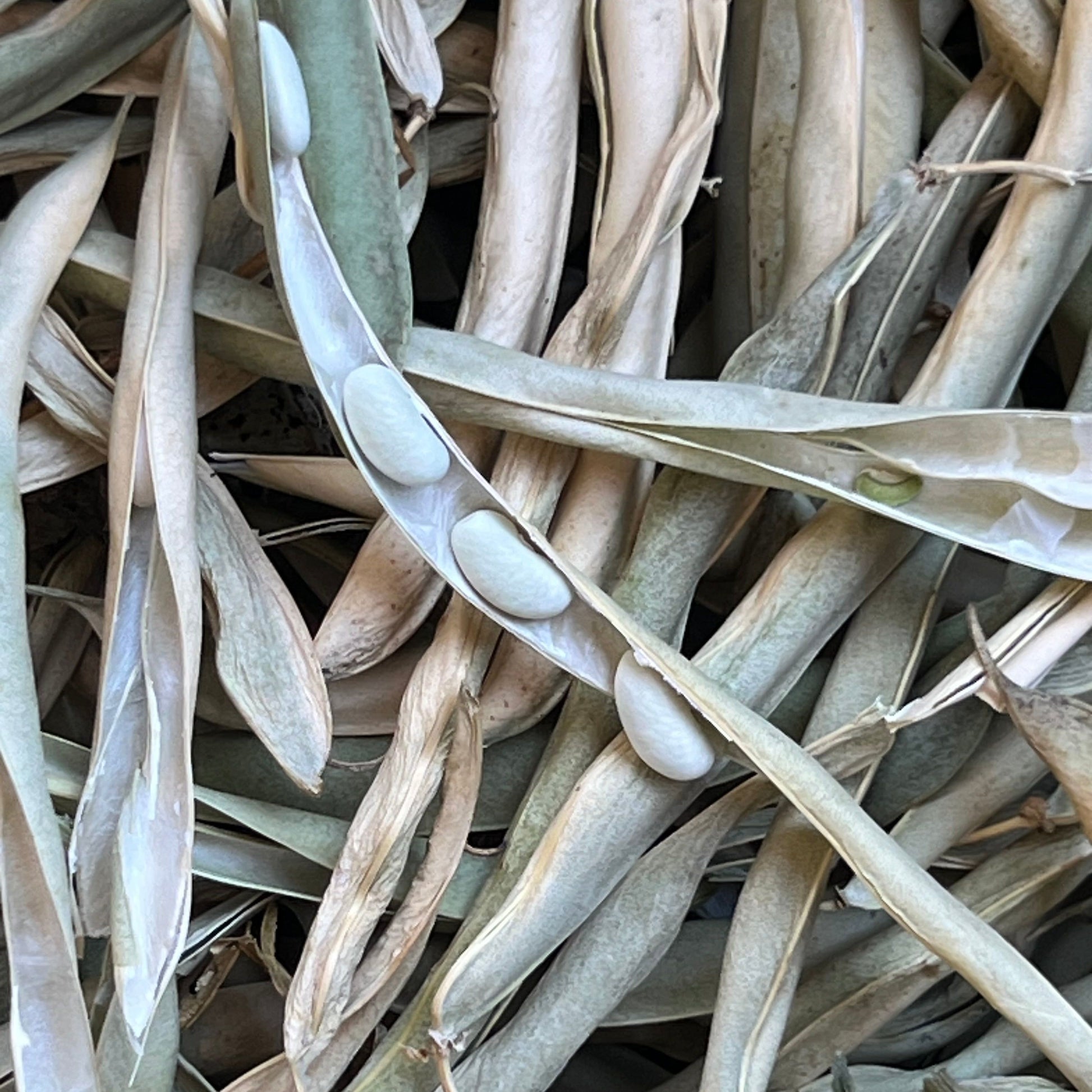 Close-up of dried beans with a neutral color palette