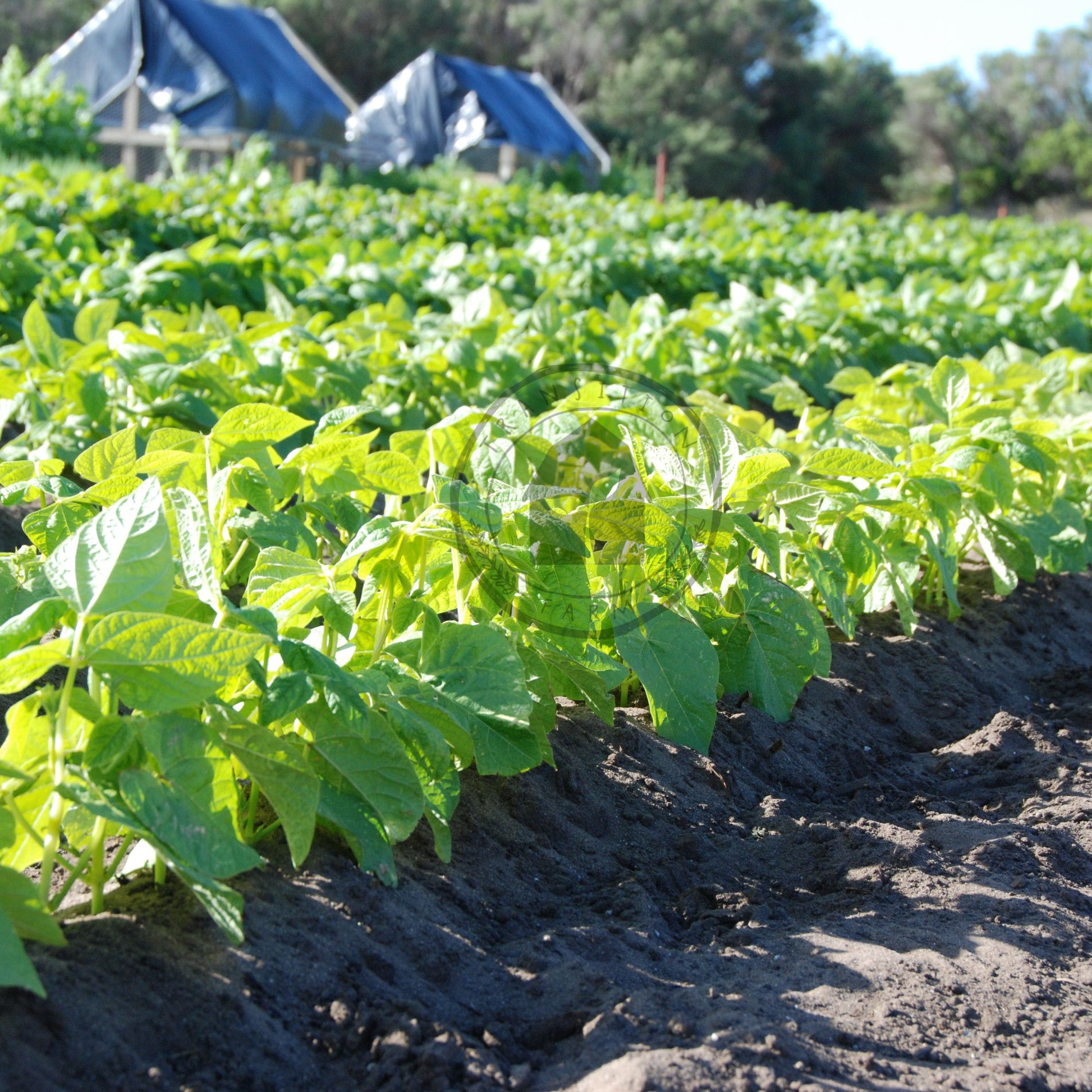 Row of young plants growing in a field 