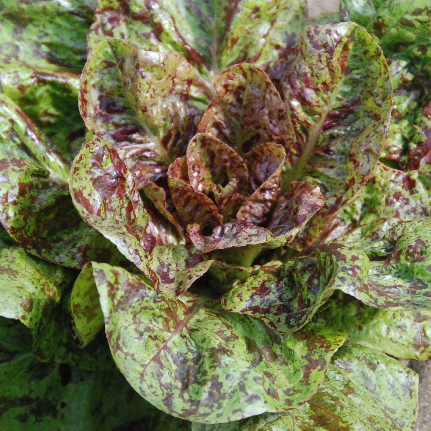 Close-up of a leafy green vegetable with brown spots