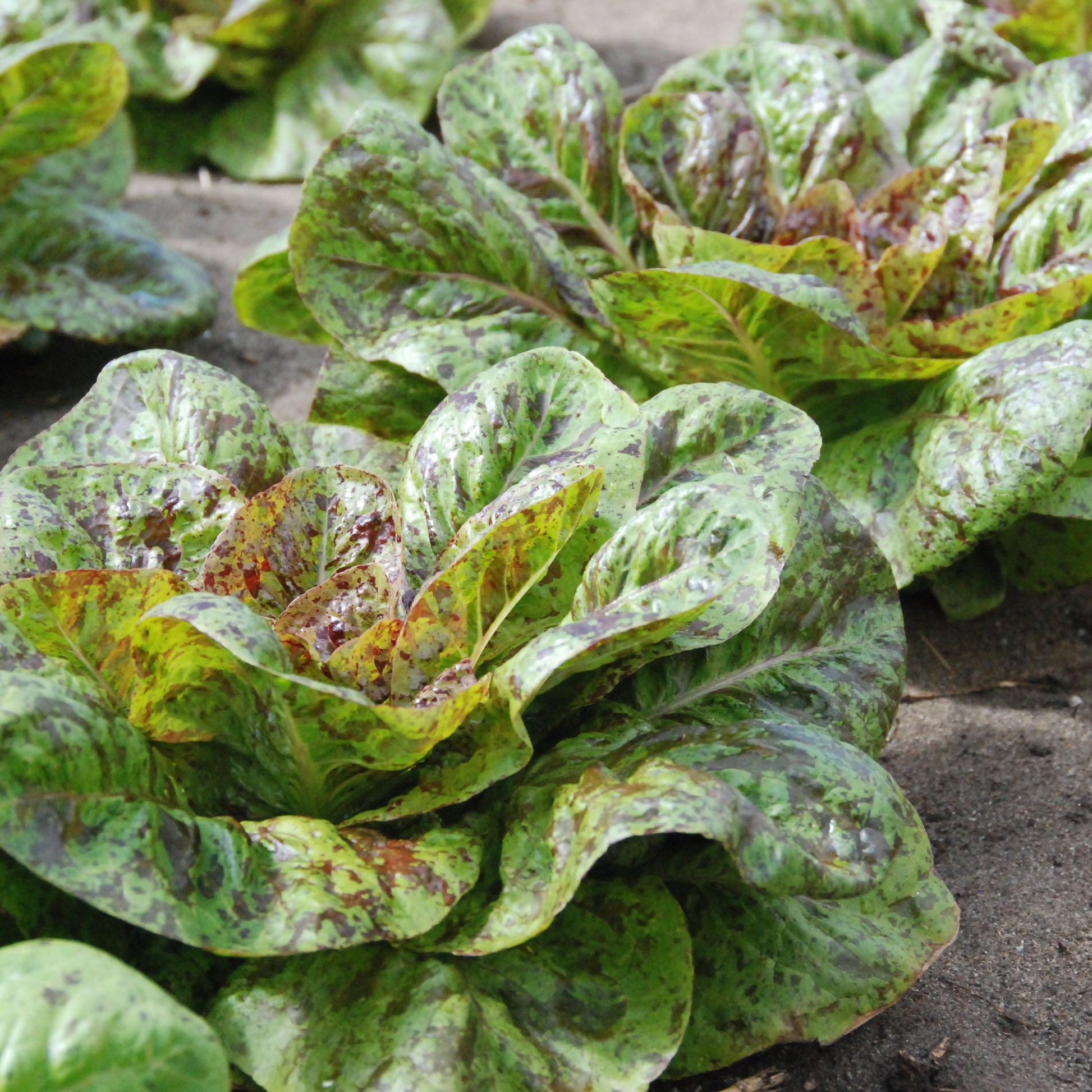 Close-up of a leafy green plant with visible soil