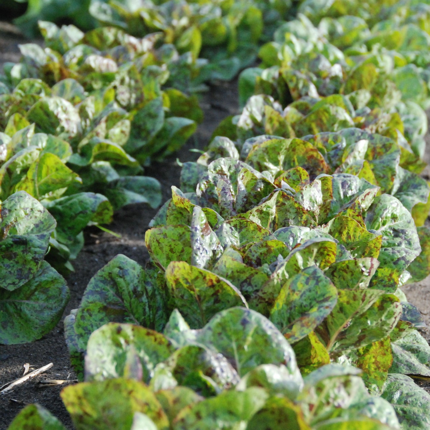 Row of young flashy toutback lettuce in a field