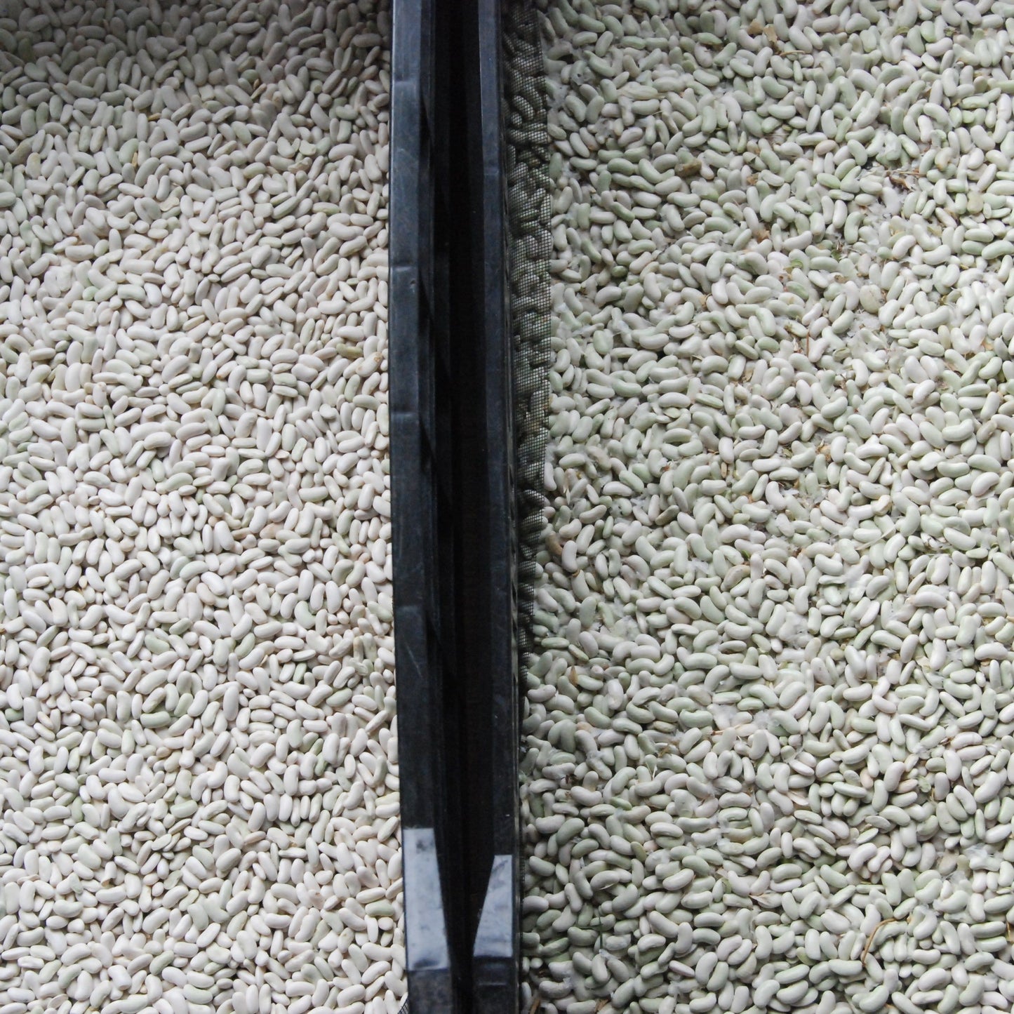 Dried beans in crates