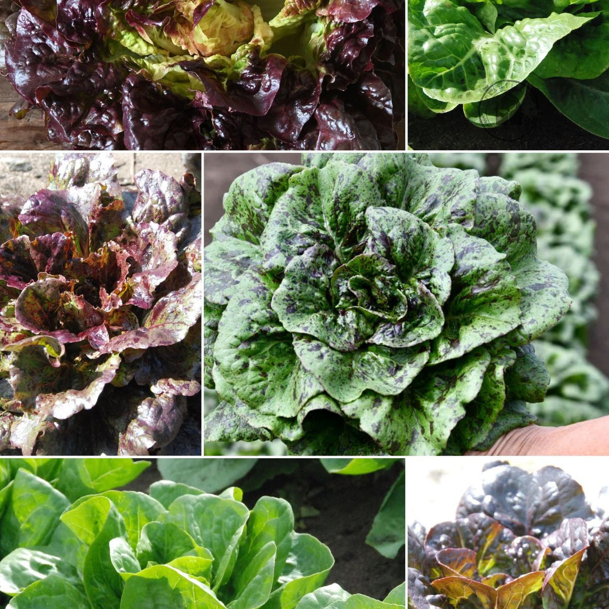 Gem Lettuce Collection – Transition Farm