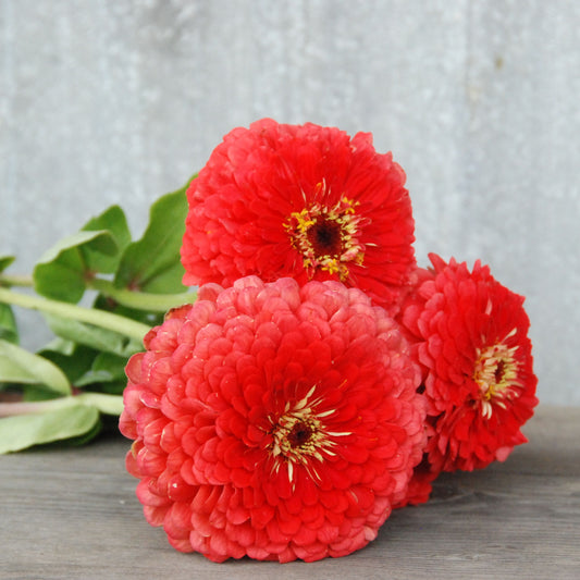 Red zinnia flowers with green leaves on a wooden surface and gray background