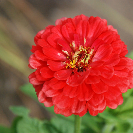 Close-up of a bright red flower with green leaves on a blurred natural background