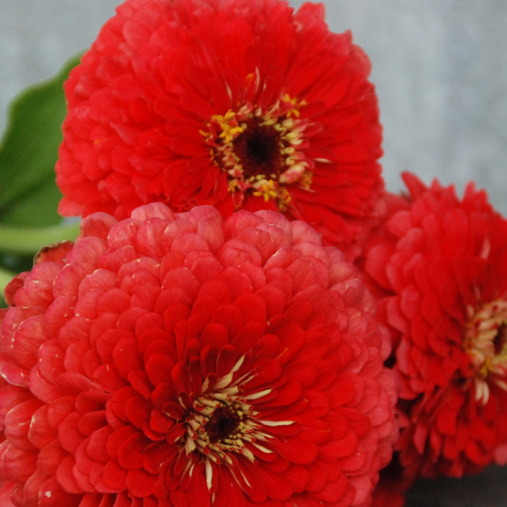 Close-up of three bright red flowers with green leaves on a blurred background