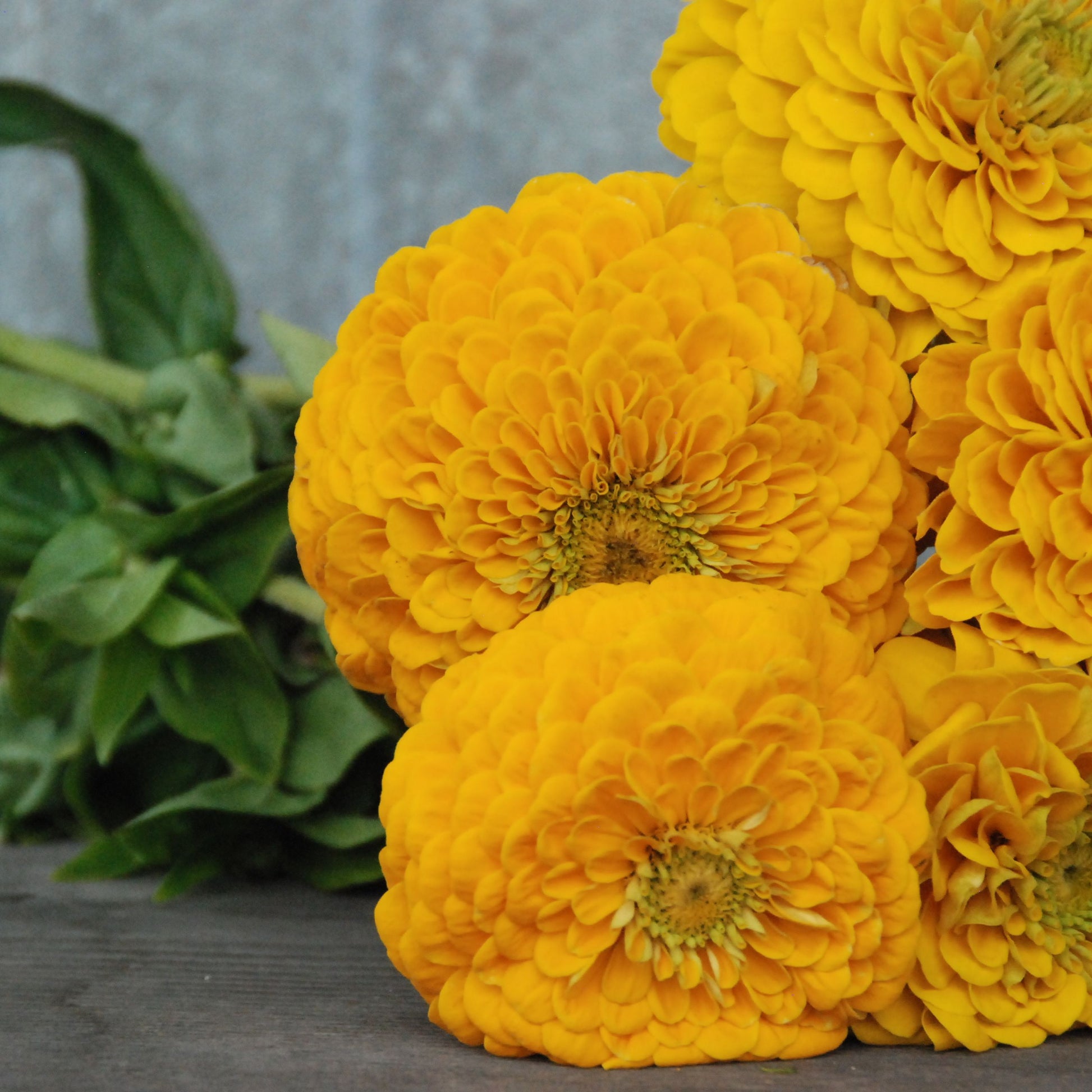 Bouquet of yellow zinnia flowers on a wooden surface with a blurred background