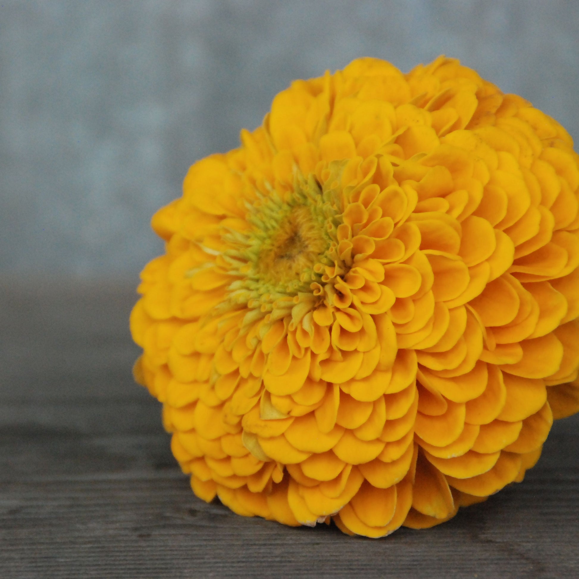 Yellow flower on a wooden surface with a blurred background