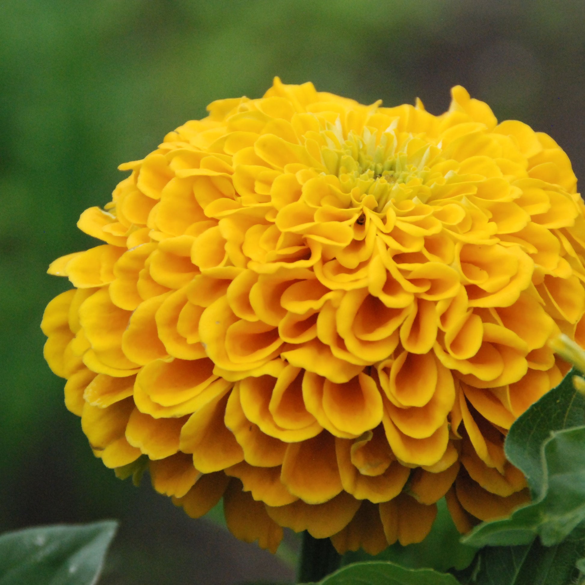 Close-up of a bright yellow flower with a blurred green background